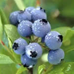 Exotic Fruits